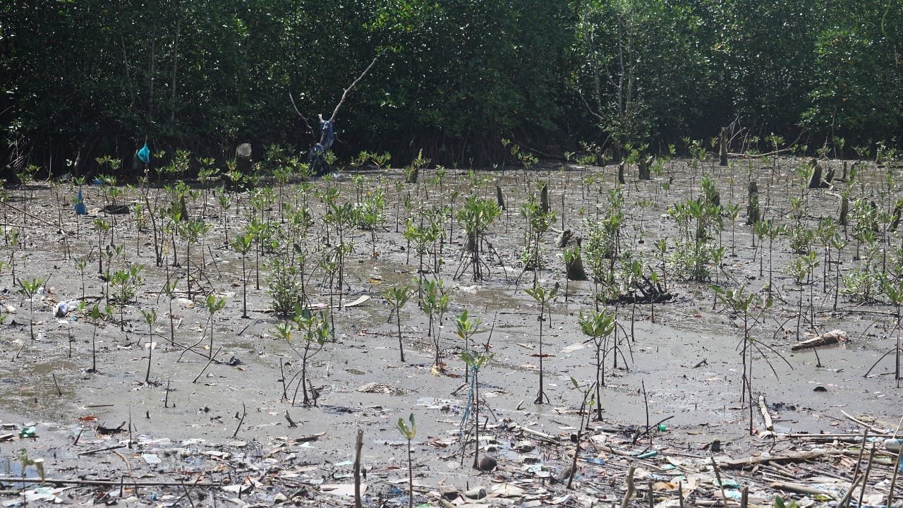 Bukti Bebas Limbah PLTD, Bibit Mangrove Depan PLTD Poka Mulai Bertunas Pasca Setahun Penanaman