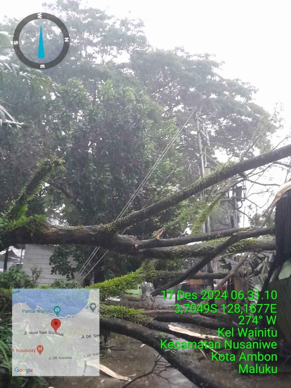 Gerak Cepat PLN UIW MMU Atasi Dampak Pohon Tumbang  Akibat Cuaca Ekstrem di OSM-Ambon