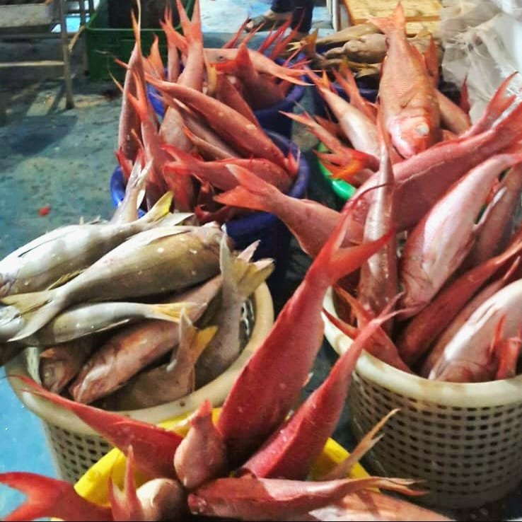 Ekspor 15 Ton Ikan Ke Vietnam, Walikota Tual Dukung  Maluku Integrated Port