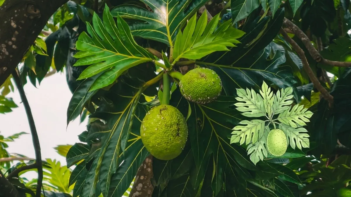 Buah Sukun, Tanaman Tropis  Maluku jadi ‘Future Food’ Dunia 2026